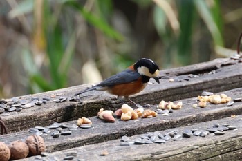 Varied Tit 二上山 Sun, 3/31/2024