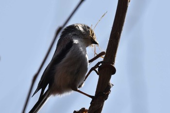 Long-tailed Tit 泉ヶ岳 Sat, 3/30/2024