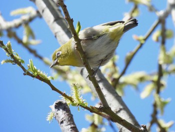 Warbling White-eye 淀川河川公園 Wed, 3/27/2024