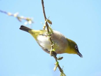 Warbling White-eye 淀川河川公園 Wed, 3/27/2024