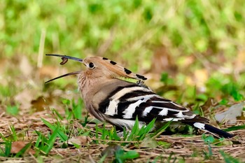 Eurasian Hoopoe 神奈川県 Sun, 3/31/2024