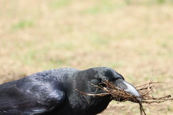 Large-billed Crow 横浜市 Tue, 4/2/2024