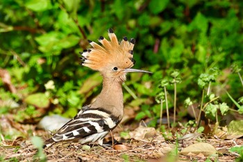 Eurasian Hoopoe 神奈川県 Sun, 3/31/2024