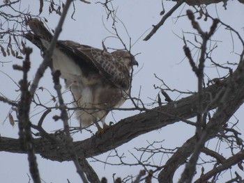 Eastern Buzzard 茨戸川 Sun, 2/4/2024