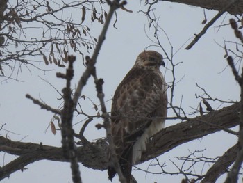 Eastern Buzzard 茨戸川 Sun, 2/4/2024