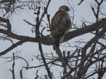 Eastern Buzzard 茨戸川 Sun, 2/4/2024