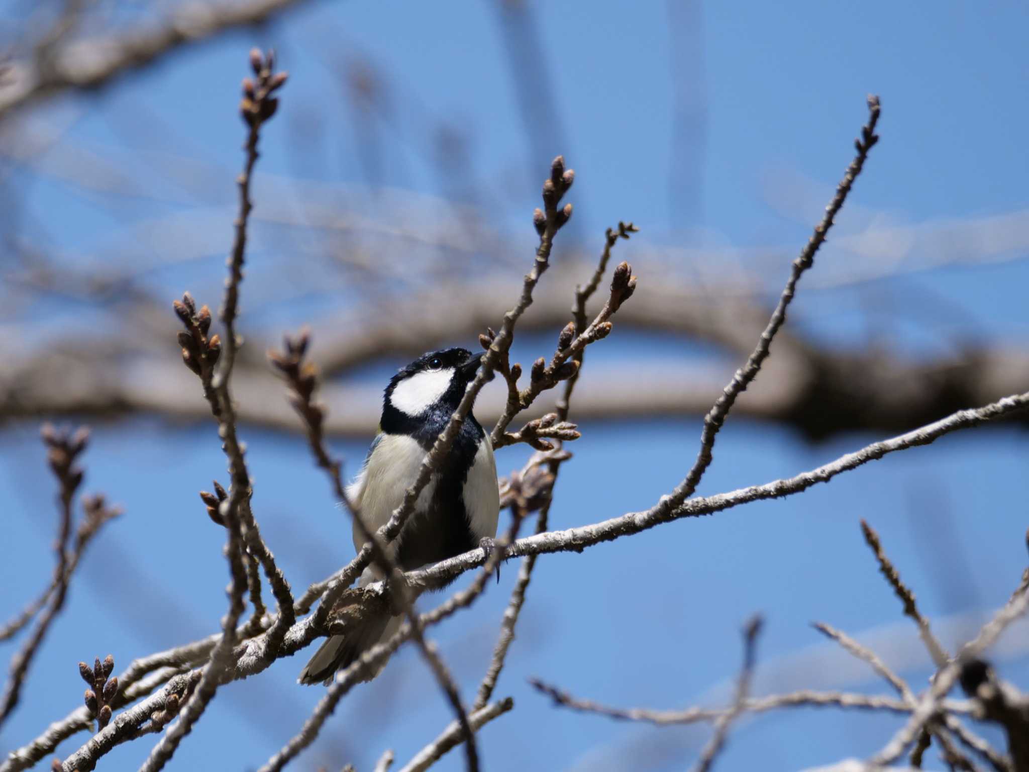 秩父 シジュウカラの写真 by little birds