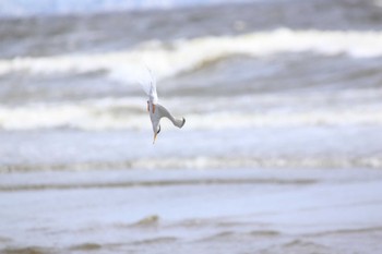 Little Tern Unknown Spots Sun, 5/28/2023