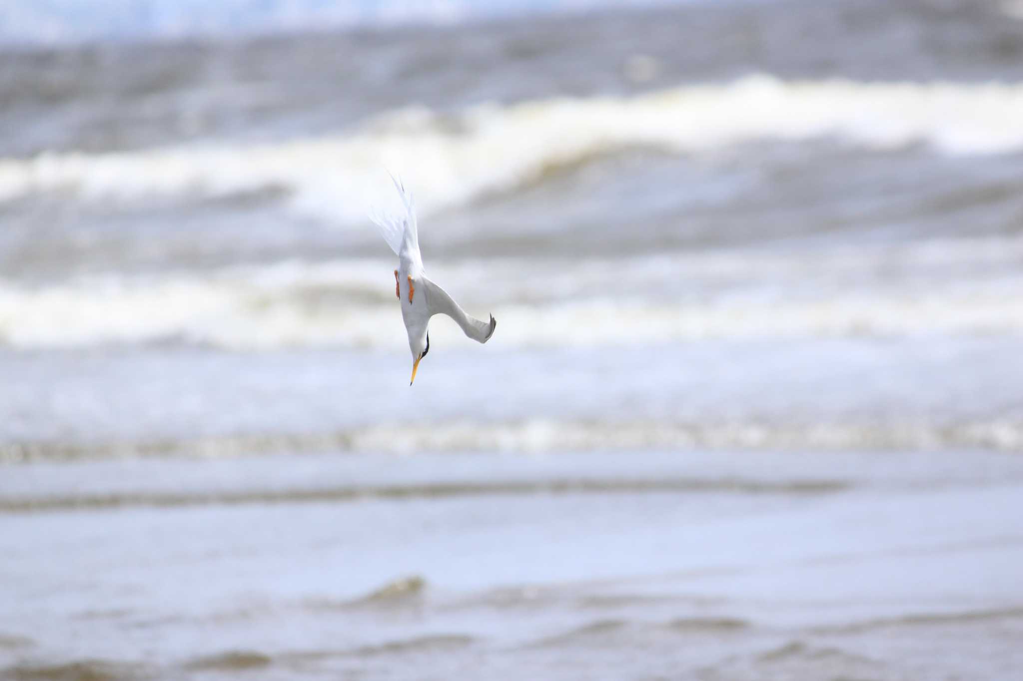 Photo of Little Tern at  by ぶんぱち