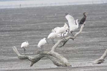 Black-faced Spoonbill Daijugarami Higashiyoka Coast Tue, 4/2/2024