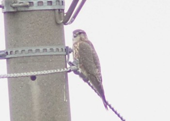 Merlin Daijugarami Higashiyoka Coast Tue, 4/2/2024