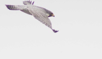 Peregrine Falcon Daijugarami Higashiyoka Coast Tue, 4/2/2024