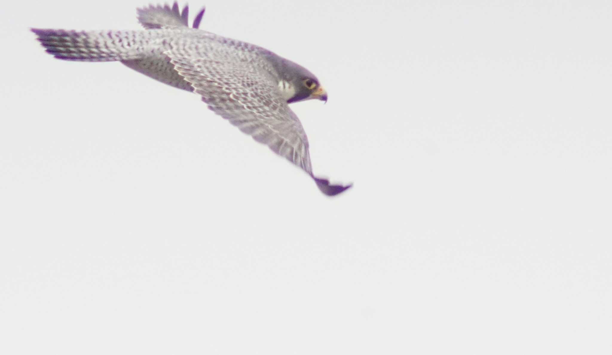 Peregrine Falcon