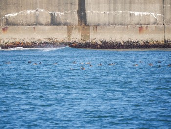 Red-breasted Merganser 波崎漁港 Sat, 3/16/2024