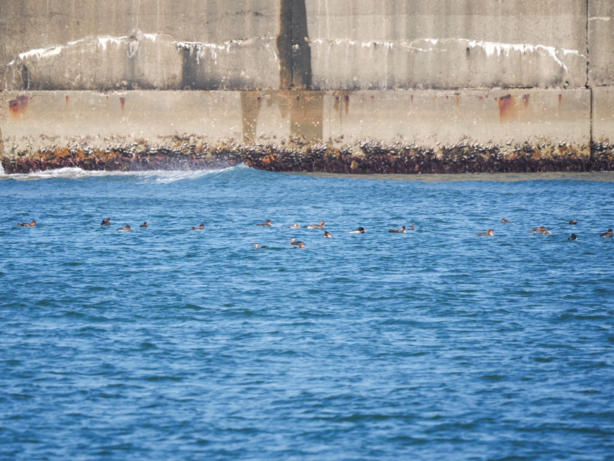 Red-breasted Merganser