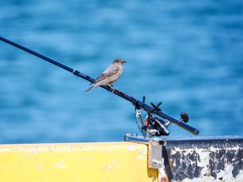 Blue Rock Thrush 波崎漁港 Sat, 3/16/2024