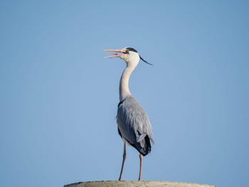 Grey Heron 波崎漁港 Sat, 3/16/2024