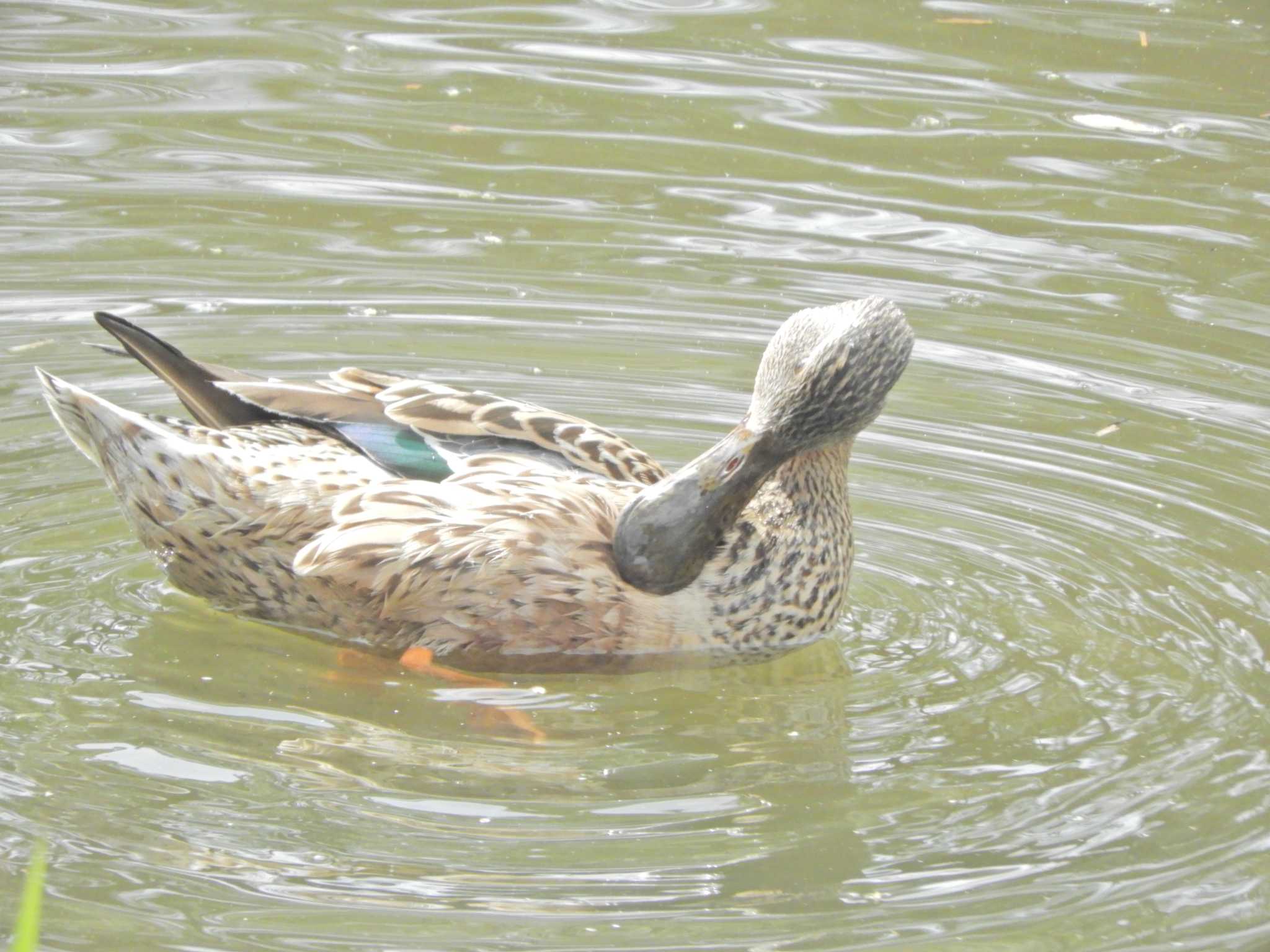 ハシビロガモ