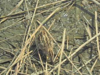 Common Snipe Tokyo Port Wild Bird Park Tue, 4/2/2024