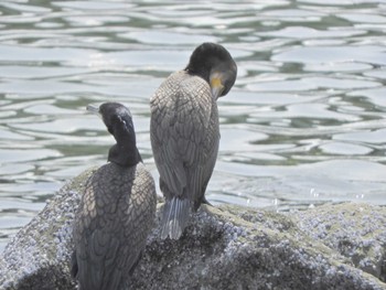 カワウ 東京港野鳥公園 2024年4月2日(火)