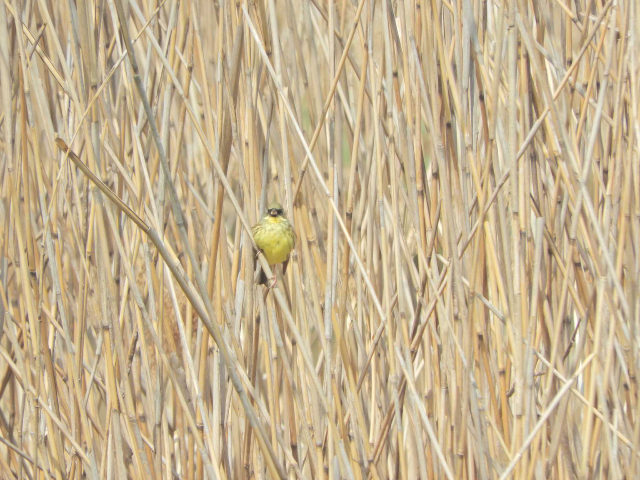 東京港野鳥公園 アオジの写真 by maru