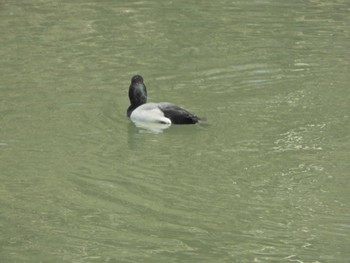 スズガモ 東京港野鳥公園 2024年4月2日(火)