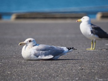 American Herring Gull 波崎漁港 Sat, 3/16/2024