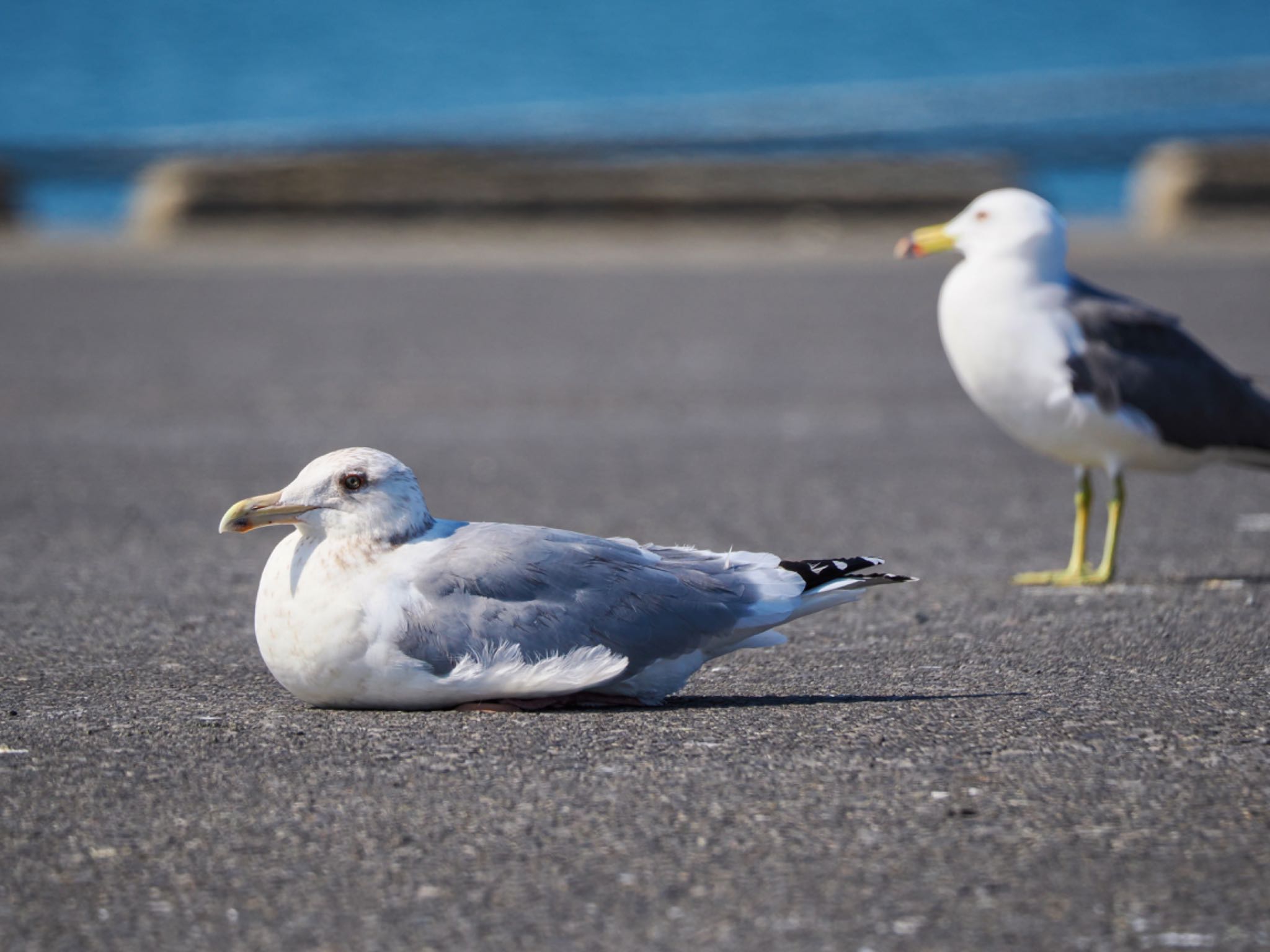 ウミネコ、セグロカモメがまったり休んでるなか1羽だけ違和感があった個体　背と虹彩が淡色　眼瞼は橙色　嘴に黒斑 by クロやん