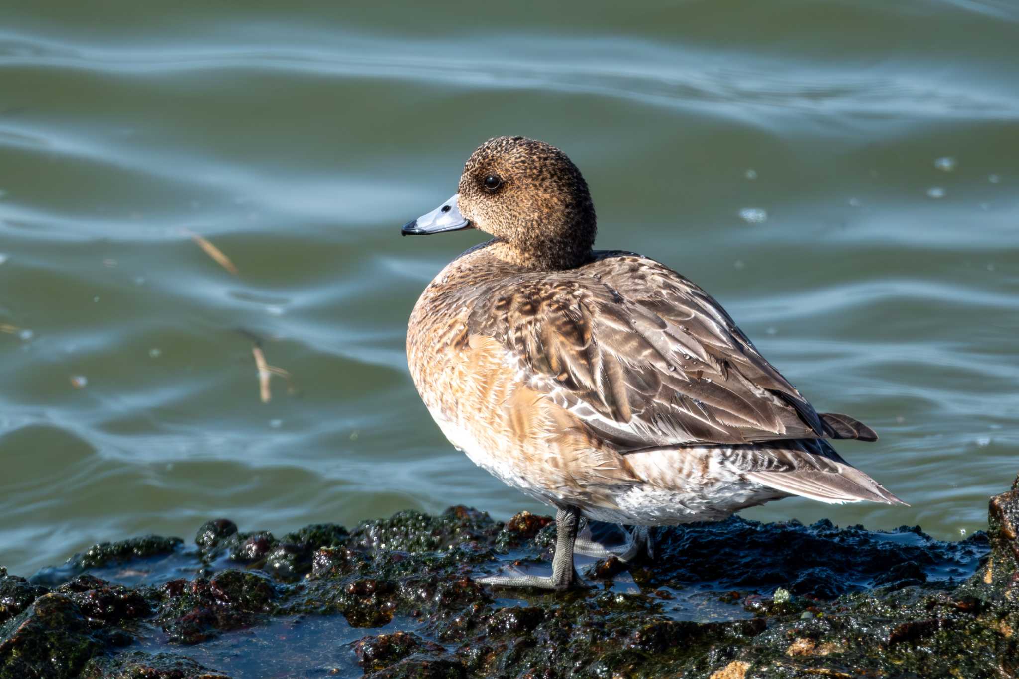 Photo of Eurasian Wigeon at 大北川河口 by MNB EBSW