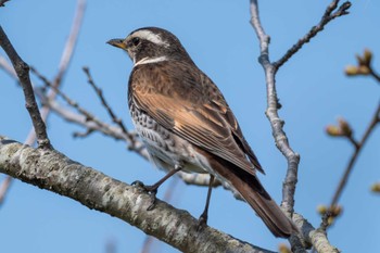 Dusky Thrush 大北川 Tue, 4/2/2024