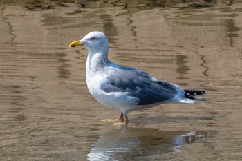 Yellow-legged Gull 大北川 Tue, 4/2/2024