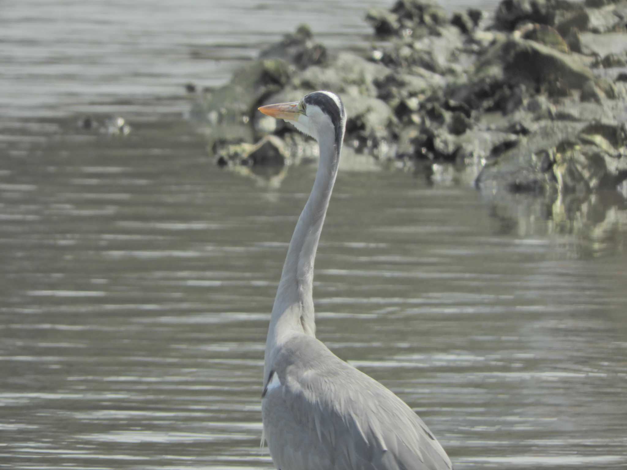 東京港野鳥公園 アオサギの写真 by maru