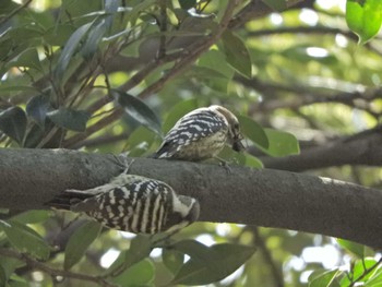 2024年4月2日(火) 東京港野鳥公園の野鳥観察記録