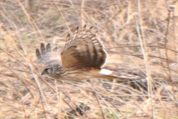 ハイイロチュウヒ 利根川 2024年4月2日(火)