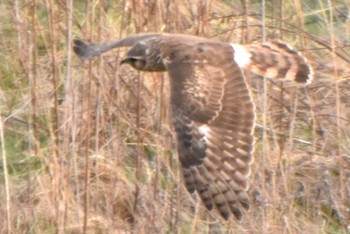 Hen Harrier 利根川 Tue, 4/2/2024