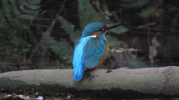 カワセミ 木曽川河跡湖公園 2024年4月2日(火)