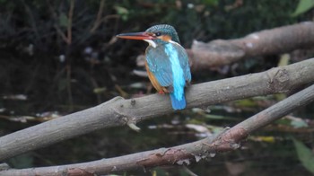 Common Kingfisher 木曽川河跡湖公園 Tue, 4/2/2024