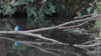 カワセミ 木曽川河跡湖公園 2024年4月2日(火)