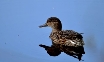 Eurasian Teal 鶴ヶ池 Sun, 3/31/2024