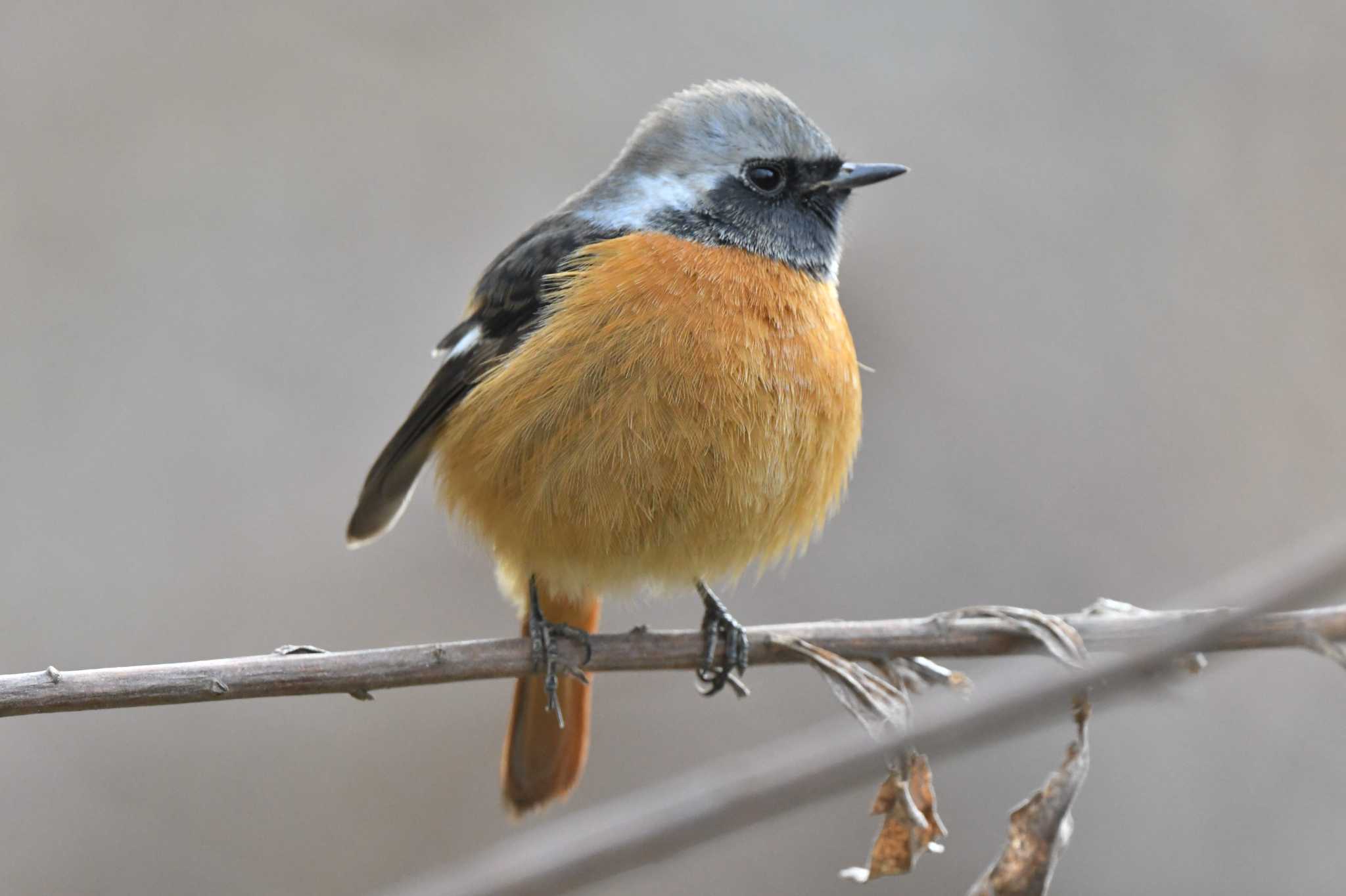 Daurian Redstart