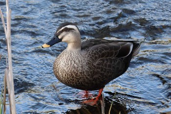 Eastern Spot-billed Duck 平谷川 Mon, 4/1/2024