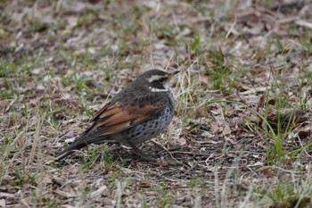 Dusky Thrush Musashino Park Thu, 3/28/2024