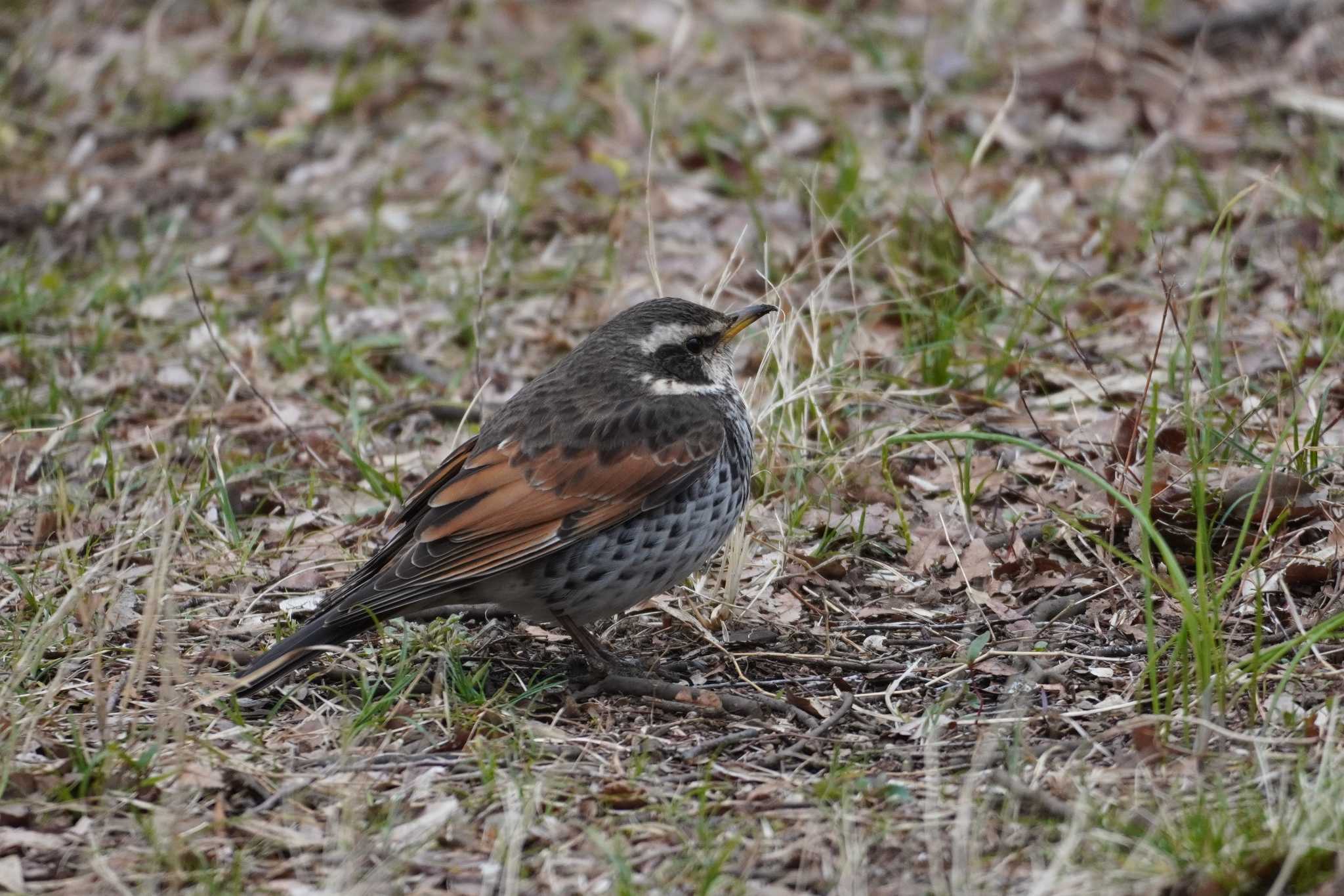 Photo of Dusky Thrush at Musashino Park by たっちゃんち