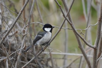 Japanese Tit Nogawa Thu, 3/28/2024