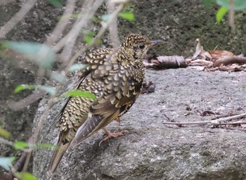 White's Thrush 多摩地区 Thu, 3/28/2024