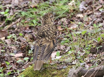 White's Thrush 多摩地区 Thu, 3/28/2024