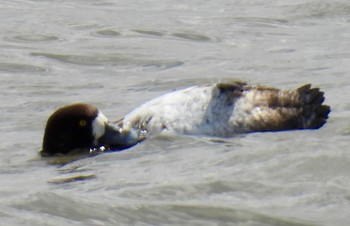 Greater Scaup Fujimae Tidal Flat Fri, 3/29/2024