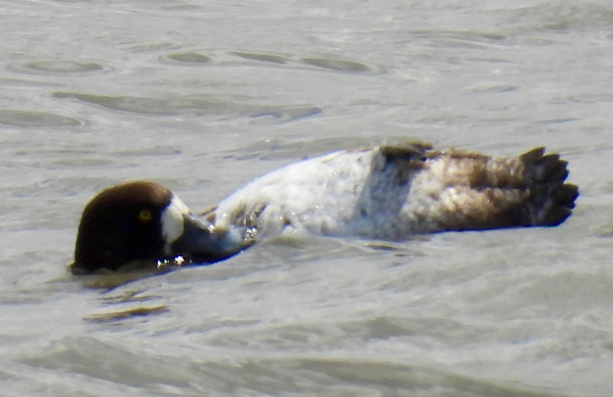 Greater Scaup