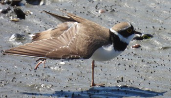 Little Ringed Plover Fujimae Tidal Flat Wed, 3/27/2024