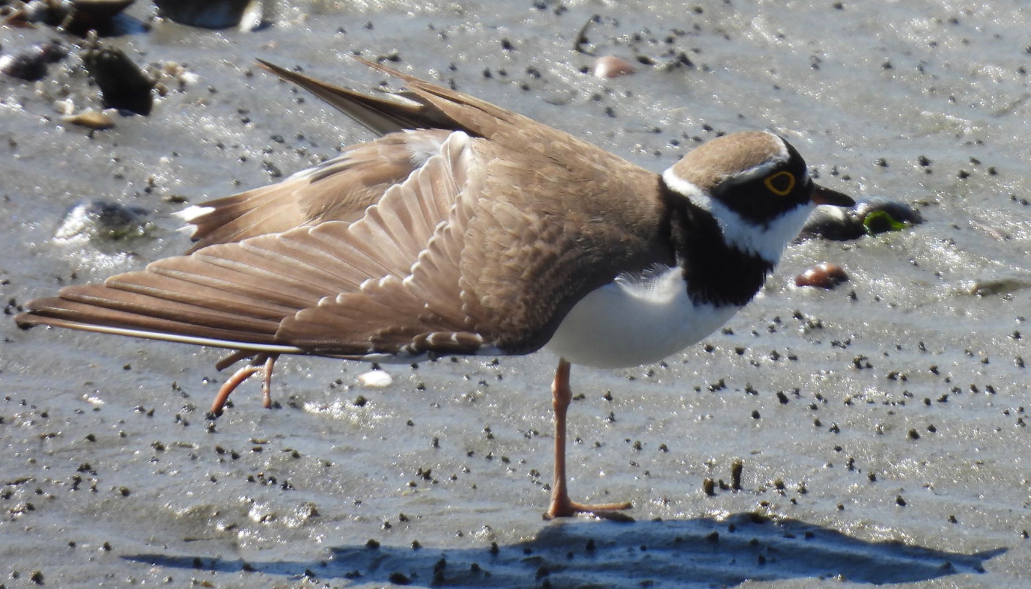 Little Ringed Plover